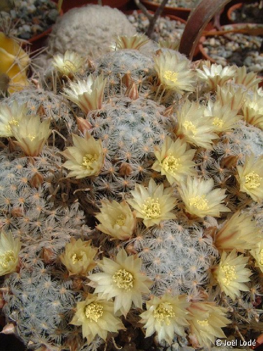 Mammillaria duwei JLcoll.2634